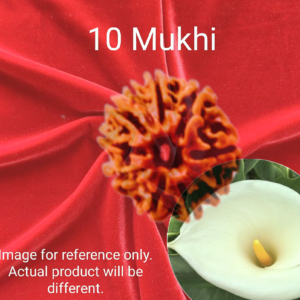 10 Mukhi Rudraksha