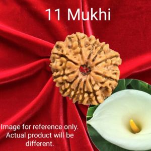 11 Mukhi Rudraksha