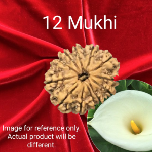 12 Mukhi Rudraksha