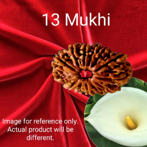 13 Mukhi Rudraksha