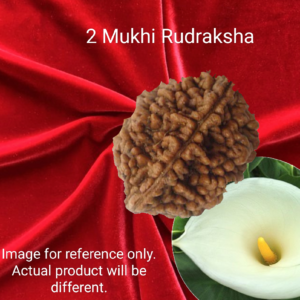 2 Mukhi Rudraksha