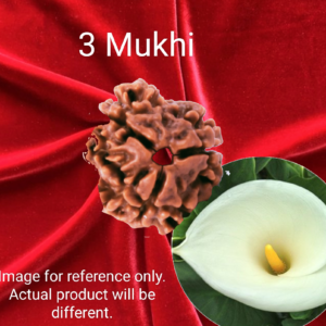 3 Mukhi Rudraksha