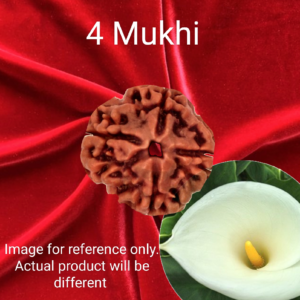 4 Mukhi Rudraksha