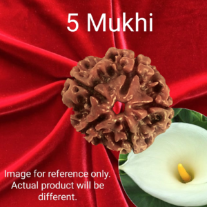 5 Mukhi Rudraksha