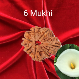 6 Mukhi Rudraksha