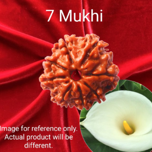 7 Mukhi Rudraksha