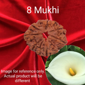 8 Mukhi Rudraksha