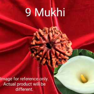 9 Mukhi Rudraksha