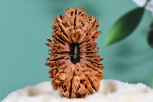 20 Mukhi Rudraksha